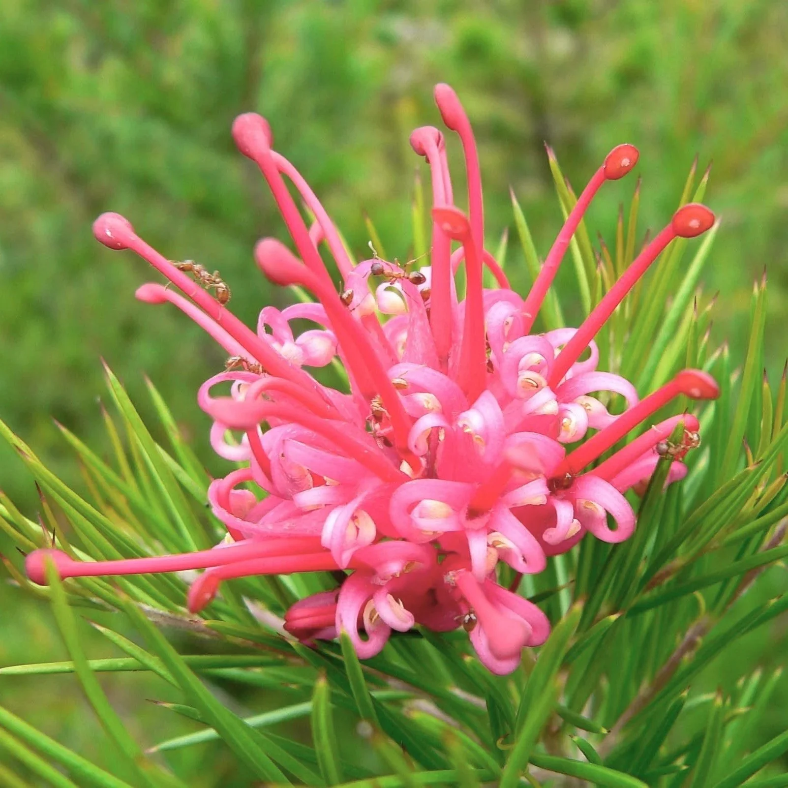 Grevillea 'Canberra Gem' — Wanderlust Nursery